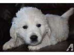 Labrador Retriever Puppy for sale in COLUMBUS, OH, USA