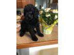 Mutt Puppy for sale in Gilbertsville, PA, USA