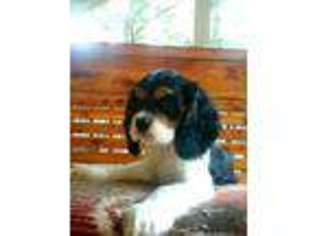 Cocker Spaniel Puppy for sale in Franklin, NC, USA