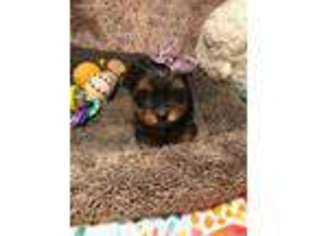 Yorkshire Terrier Puppy for sale in Mountain Home, TX, USA