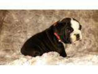 Bulldog Puppy for sale in THORNDALE, TX, USA