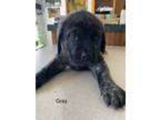Mastiff Puppy for sale in Londonderry, OH, USA