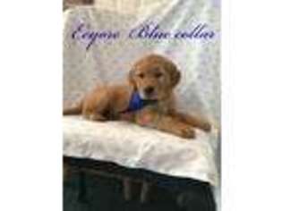 Golden Retriever Puppy for sale in Hardin, MT, USA