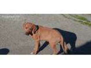 Rhodesian Ridgeback Puppy for sale in Princeton, TX, USA