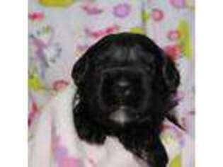 Portuguese Water Dog Puppy for sale in Corinth, ME, USA