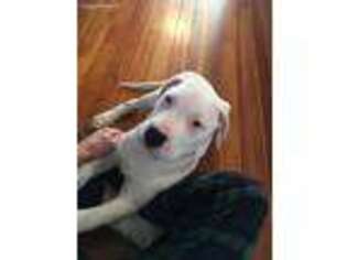 Dogo Argentino Puppy for sale in Whitman, MA, USA