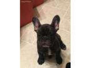 French Bulldog Puppy for sale in Rapid City, SD, USA