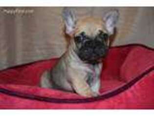 French Bulldog Puppy for sale in Palmyra, VA, USA