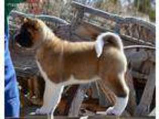 Akita Puppy for sale in Santa Fe, NM, USA
