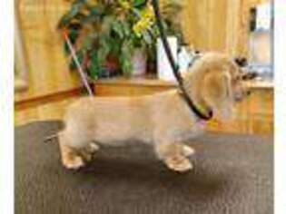 Dachshund Puppy for sale in Spartanburg, SC, USA