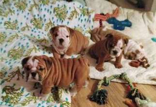 Bulldog Puppy for sale in Forest Hills, NY, USA
