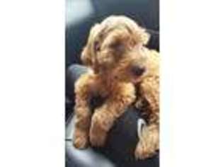 Goldendoodle Puppy for sale in Willmar, MN, USA