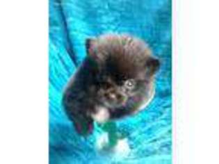 Pomeranian Puppy for sale in Highlands, TX, USA