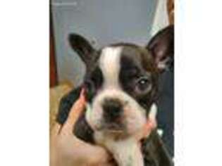 Mutt Puppy for sale in Mc Farland, WI, USA