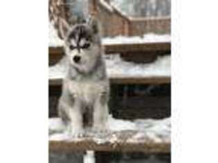 Siberian Husky Puppy for sale in Mora, MN, USA