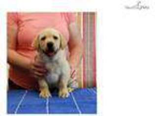 Labrador Retriever Puppy for sale in Gainesville, FL, USA