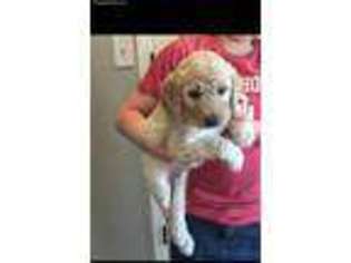 Goldendoodle Puppy for sale in Willisville, IL, USA