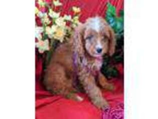 Cavapoo Puppy for sale in SPRINGFIELD, TN, USA