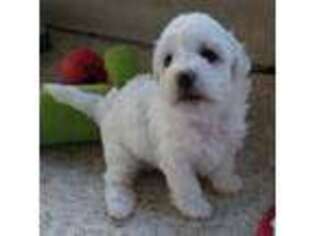 Bichon Frise Puppy for sale in Jacksonville, FL, USA