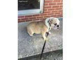 Bulldog Puppy for sale in Texarkana, TX, USA