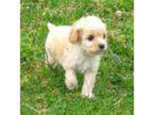 Cavapoo Puppy for sale in Jackson, MO, USA