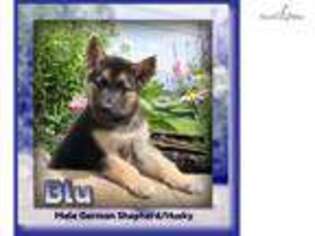 German Shepherd Dog Puppy for sale in Canton, OH, USA