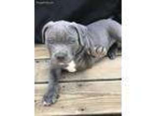 Mutt Puppy for sale in Walterboro, SC, USA