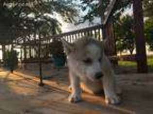 Siberian Husky Puppy for sale in Tarkio, MO, USA