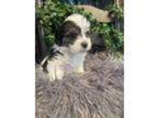 Havanese Puppy for sale in Wooster, OH, USA