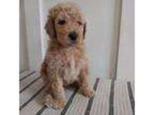 Goldendoodle Puppy for sale in North Haven, CT, USA