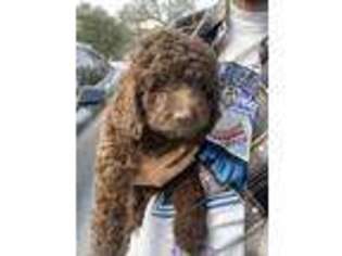 Labradoodle Puppy for sale in Clovis, CA, USA