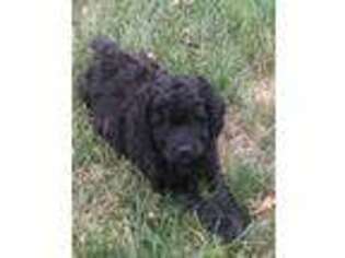 Labradoodle Puppy for sale in Whitehouse, OH, USA