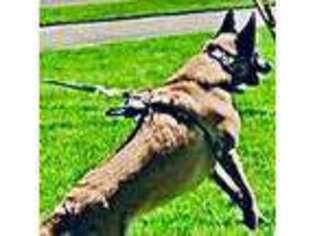 Belgian Malinois Puppy for sale in Tacoma, WA, USA