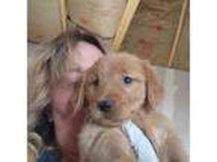 Golden Retriever Puppy for sale in Moriarty, NM, USA