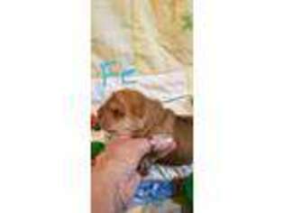 Mutt Puppy for sale in Hewitt, MN, USA