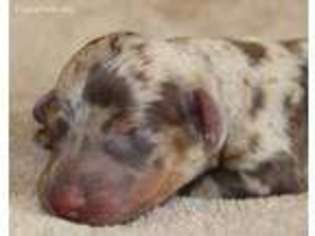 Dachshund Puppy for sale in Diana, TX, USA