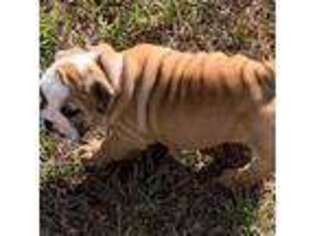 Bulldog Puppy for sale in Minden, LA, USA