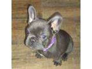 French Bulldog Puppy for sale in Shepherd, MT, USA