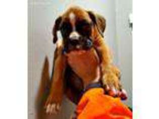Boxer Puppy for sale in Bay Minette, AL, USA