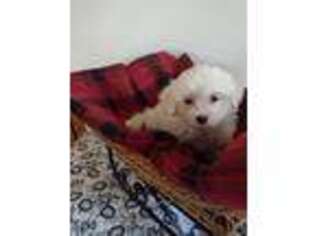 Maltese Puppy for sale in Two Rivers, WI, USA