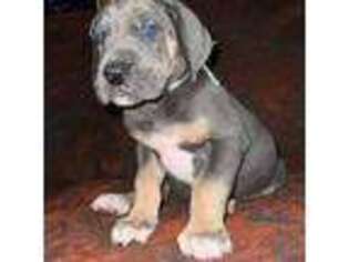 Great Dane Puppy for sale in Pavo, GA, USA