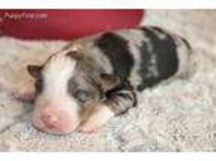 Australian Shepherd Puppy for sale in Crane, MO, USA