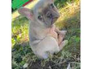 French Bulldog Puppy for sale in Springfield, IL, USA