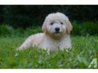 Goldendoodle Puppy for sale in GREENVILLE, SC, USA