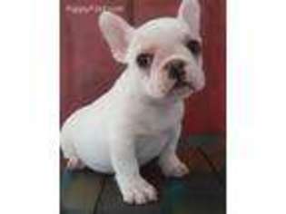 French Bulldog Puppy for sale in Mountain View, CA, USA