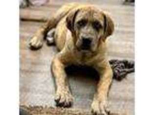 Mastiff Puppy for sale in Hesperia, CA, USA