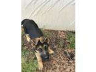 German Shepherd Dog Puppy for sale in Sumter, SC, USA