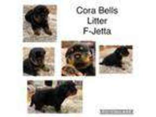 Rottweiler Puppy for sale in Centennial, CO, USA