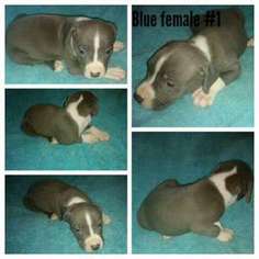 American Pit Bull Terrier Puppy for sale in Clover, SC, USA