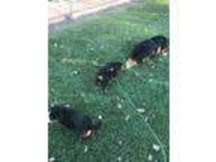 Bernese Mountain Dog Puppy for sale in Firestone, CO, USA